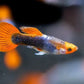Tuxedo Koi Guppy Males