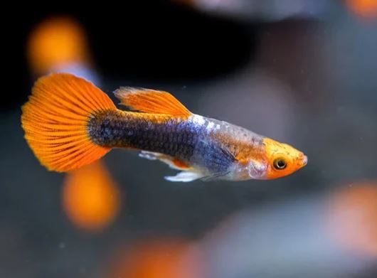 Tuxedo Koi Guppy Males