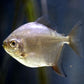 Silver Dollar Tetra