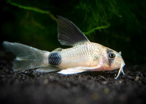 Longfin Panda Cory