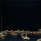 L600 Leopard Cactus Pleco
