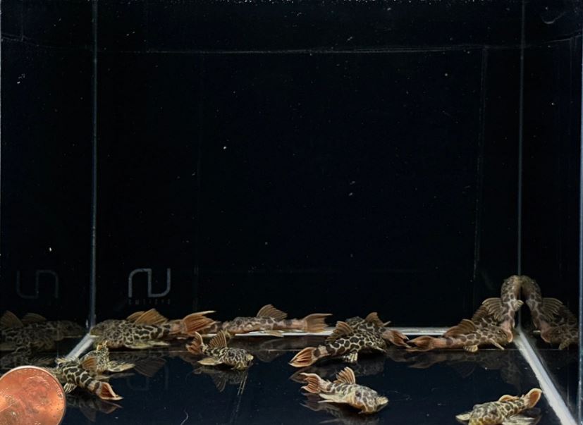 L600 Leopard Cactus Pleco