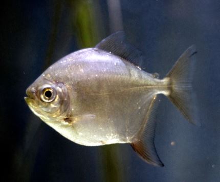 Silver Dollar Tetra