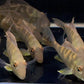 Geophagus surinamensis