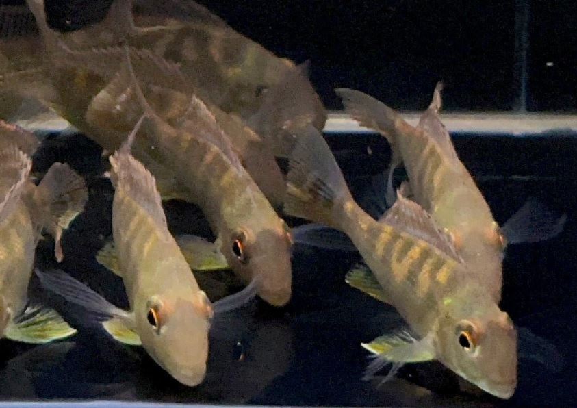Geophagus surinamensis