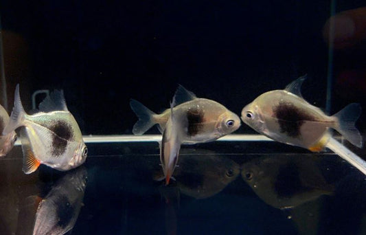 Blackberry Silver Dollar Tetra