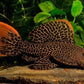 L600 Leopard Cactus Pleco