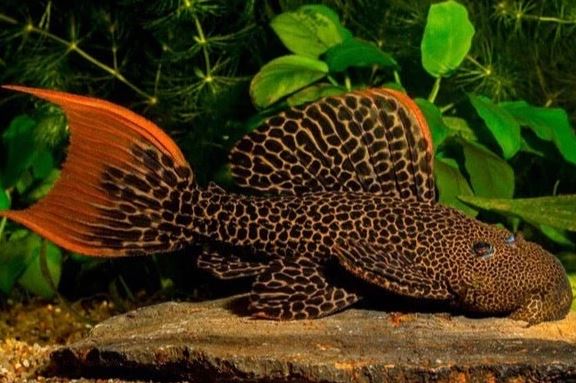 L600 Leopard Cactus Pleco