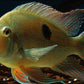 Geophagus surinamensis