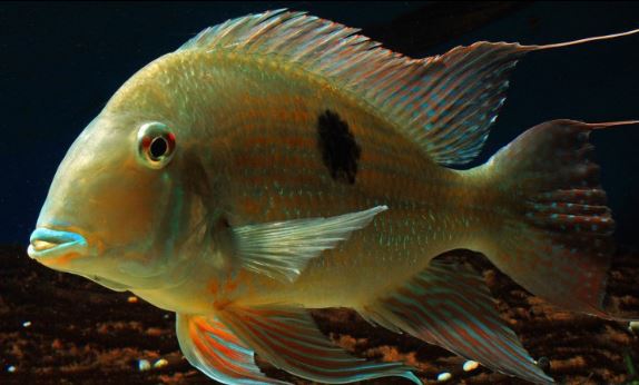 Geophagus surinamensis