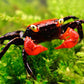 Red Devil Crab