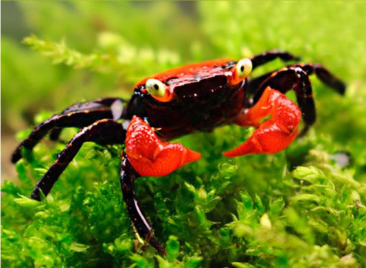 Red Devil Crab