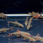 Rainbow Shark (S)
