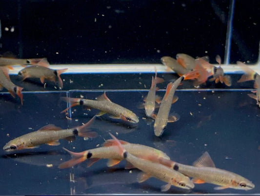 Rainbow Shark (S)