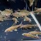 Redtail Shark (S)