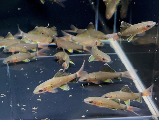 Redtail Shark (S)