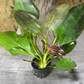 Echinodorus Red Flame Sword Plant Live Aquarium Plant