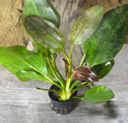 Echinodorus Red Flame Sword Plant Live Aquarium Plant