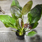Echinodorus Red Flame Sword Plant Live Aquarium Plant