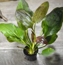 Echinodorus Red Flame Sword Plant Live Aquarium Plant
