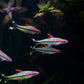 Roseline Shark / Red-Line Torpedo Barb