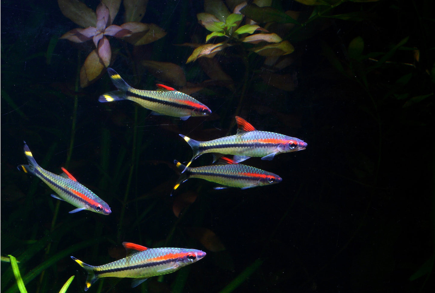 Roseline Shark / Red-Line Torpedo Barb