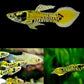 Yellow Black Endler Males