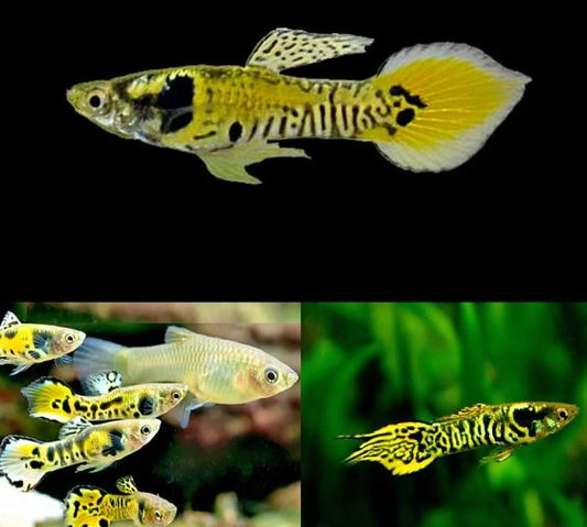 Yellow Black Endler Males