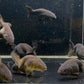 Black Ranchu Goldfish - 2"