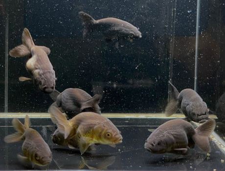 Black Ranchu Goldfish - 2"