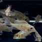 Geophagus sveni