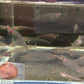 Glass Catfish