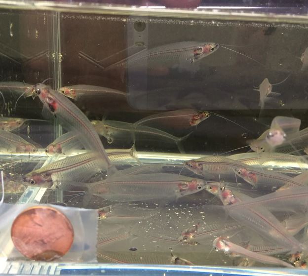 Glass Catfish