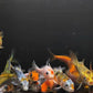 Imported Koi (3 inch)
