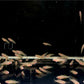 Peacock Gudgeon