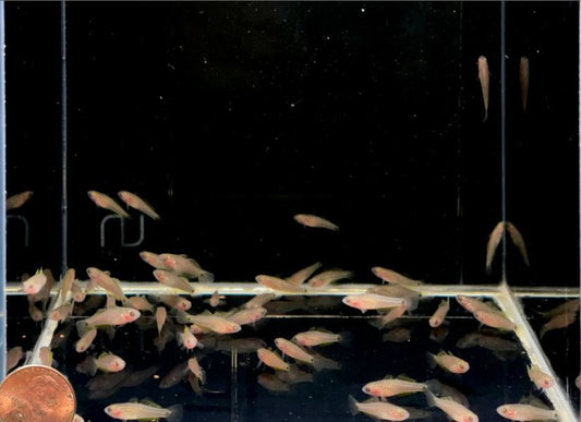 Peacock Gudgeon