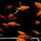 Red Swordtail