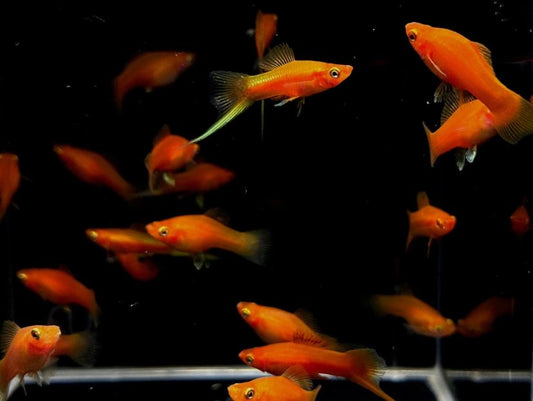 Red Swordtail