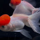 Red Cap Oranda Goldfish - 4-4.5"