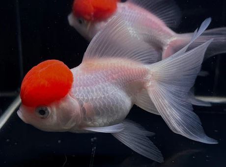 Red Cap Oranda Goldfish - 4-4.5"