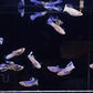 Luminous Purple Guppy Males
