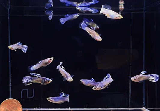 Luminous Purple Guppy Males