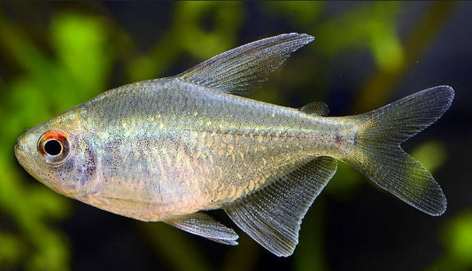 6 Diamond Tetra