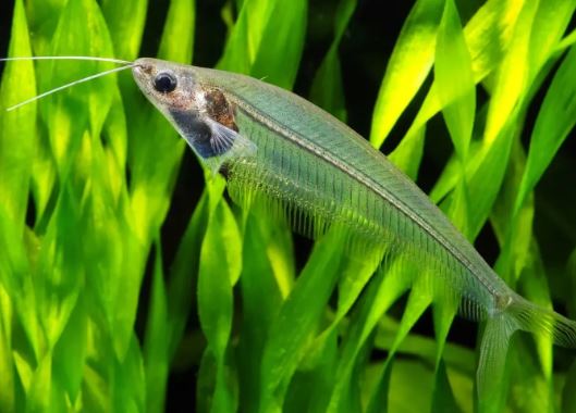 Glass Catfish