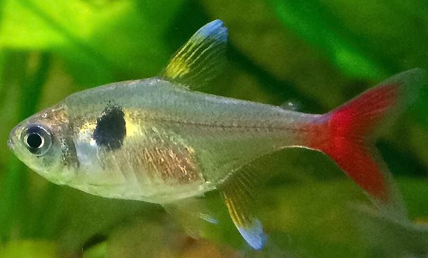 Gold Phantom Tetra