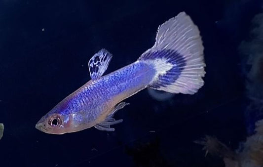 Luminous Purple Guppy Males