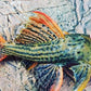 L025 Scarlet Cactus Pleco (1.0-1.5")