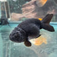 Black Ranchu Goldfish - 2"