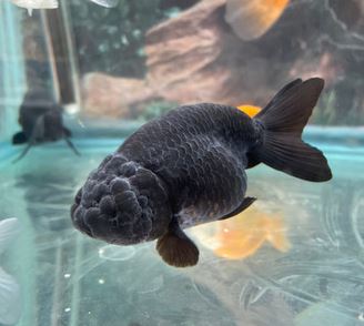 Black Ranchu Goldfish - 2"