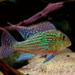 Geophagus sveni